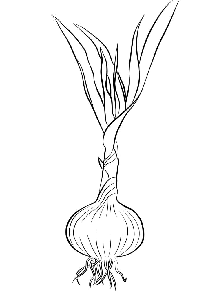 Desenho Alho 1 Para Colorir