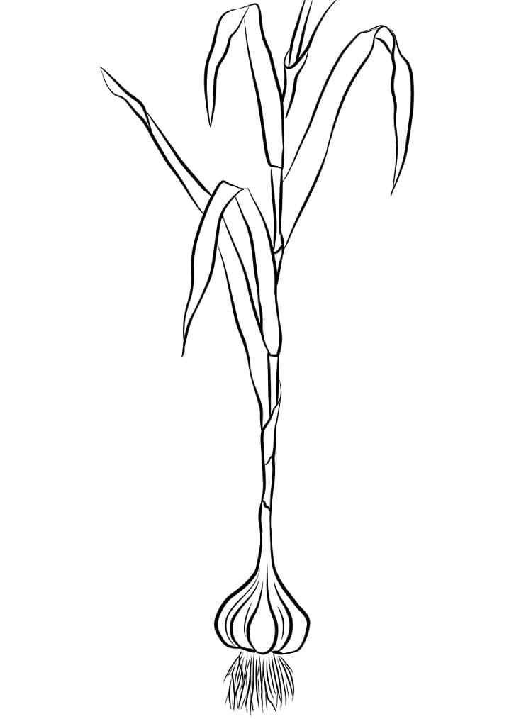 Desenho Alho 2 Para Colorir