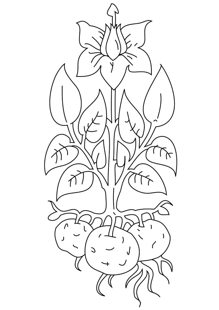 Desenho plantá De Batata 1 Para Colorir
