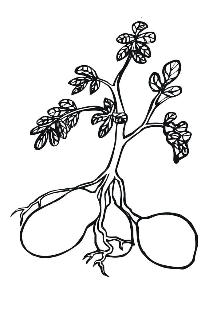 Desenho plantá De Batata 3 Para Colorir