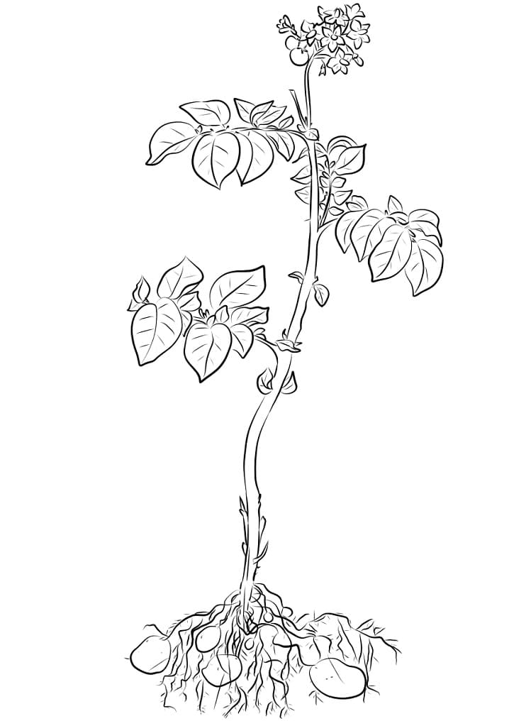 Desenho plantá De Batata Para Colorir
