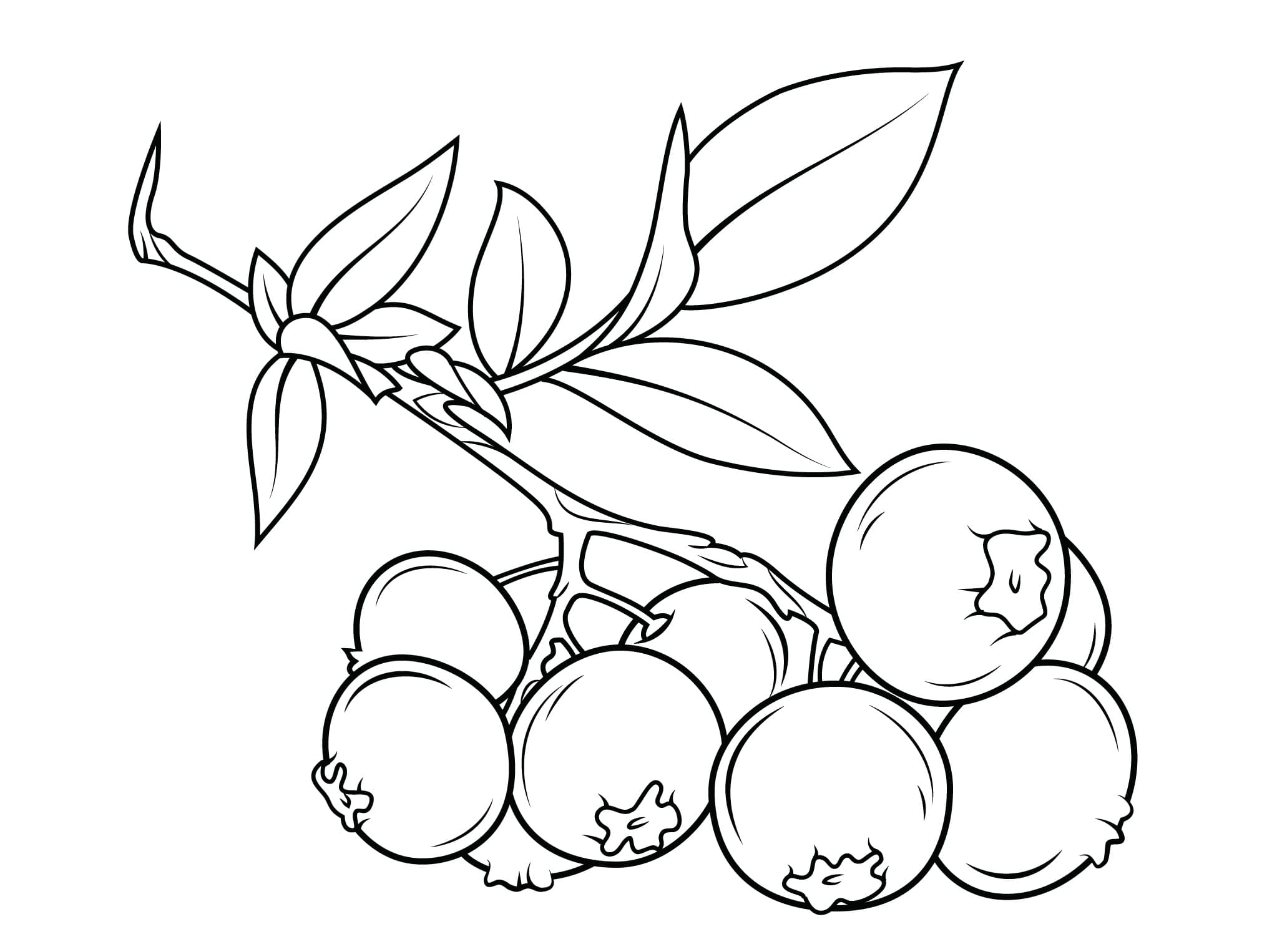 Desenho De Ramo De Mirtilo Para Colorir